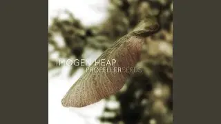 Propeller Seeds