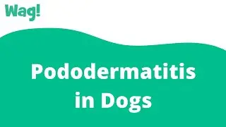 Pododermatitis in Dogs | Wag!