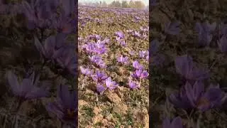 Happy saffron season