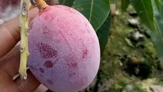 sweet Malta, mango variety, banana mango, Miyazaki mango, fruit variety, plant care, original