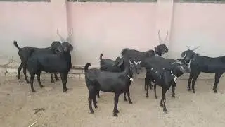 Black tapri goat breed  sindh pakistan
