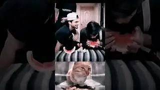 #funny #respect #duet # expl o r e #mem e s #comedy #cat