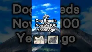 Dog breeds now vs 100 years ago