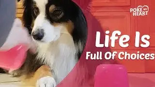 Dog Regrets Choosing Wrong Cup of Treats | Poke My Heart