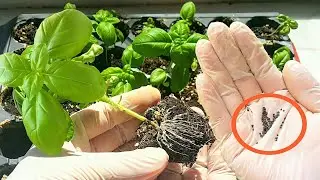 Cultivation of basil seeds