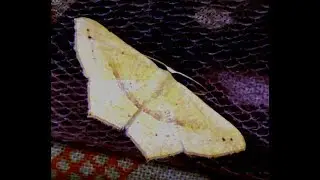 Traminda mundissima Moth