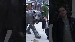 Call Of The Wild #tiger #oslo #travel #youtubeshorts #love #pray #adventure #sunset #opera #norway