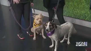 Adopt-A-Pet: MCP Rescue