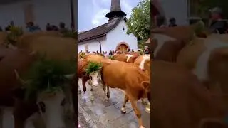 Gstaad&rsquo;s traditional event #shortvideo #shorts #switzerland