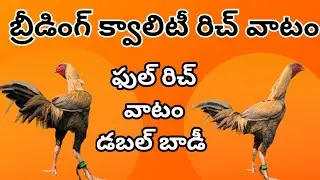 #భీమవరం అబ్రాస్ #95059 11107 #khrfarms #bhimavaram #mettavaatam kollu