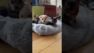 Tiny yorkie puppies #yorkies #plants  #green #puppies #tinypuppy #play #daily