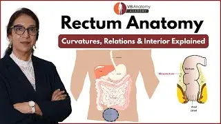 Gross Anatomy of Rectum | Curvatures, Relations, and Interior Explained | Dr Vaishaly Bharambe