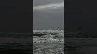 oceanlife pelicans sanderlings and waves #birds #wildlife #peacefulwaves #beachescape