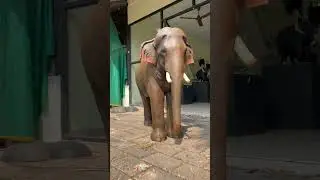 4 FEET FIBER Elephant Sculpture | Aanamaker #roboticelephant