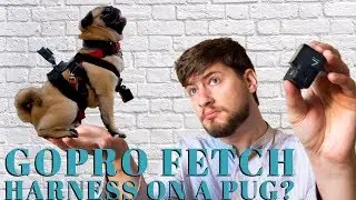 Шлейка для собак GoPro Fetch | Лучшие аксессуары для GoPro