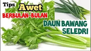 Cara Menyimpan Daun Bawang Seledri Awet Tahan Lama Berbulan-bulan | How to Preserve Celery Leek