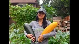 Garden Tour and Tips August 2018 Pacific Northwest PNW
