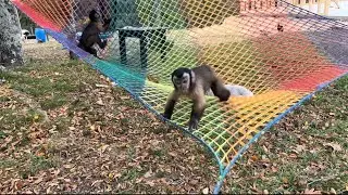 Let’s enjoy some monkey playtime 🩵 #monkeys #fun