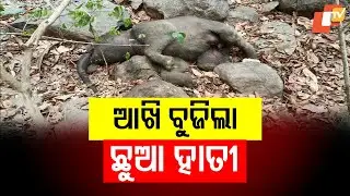 Elephant Calf Found Dead in Sambalpur Forest, Cause Under Investigation