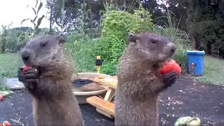 Messy Tomatoes 
