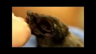 Florida Bonneted Bat (Eumops floridanus) nursing