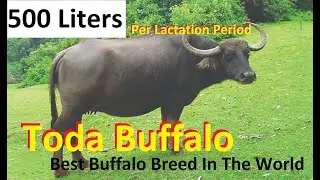 Best Buffalo Breed In The World | Toda Buffalo | Most Efficient Buffalo Breed |
