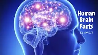 Human Brain Facts || Brain Function || Neural Networks || RFacts || Brains || Brainpower