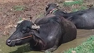 நாட்டு ரக எருமைகள் Native buffalces