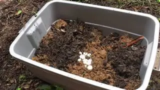 Will these snake eggs hatch?