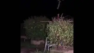 Outdoor GORILLA grow