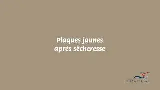 Entretien durable du gazon - Plaques jaunes apr&egrave;s s&eacute;cheresse