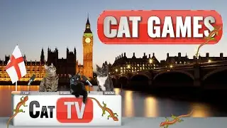 Игры с кошками | 🦎 Ящер Ларри исследует Англию! 🏴󠁧󠁢󠁥󠁮󠁧󠁿 | Видео для кошек, которые стоит посмотреть