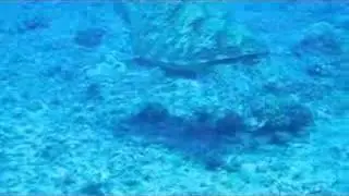 Guam Turtle