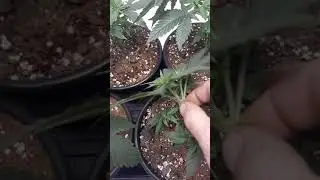 Growing weed easy ( Short LST session super cropping )