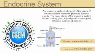 definition - endocrine system