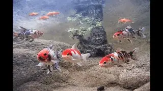 Live 4K Aquarium Cam 🐠 | Real-Time Underwater Fish View | Relaxing Nature Stream