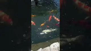 Koi pond Italian koi hobbist #koi #koifish #koipond #koi2000