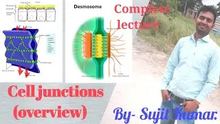 Cell junctions (overview) e.g. Tight junction, Gap junction, Zonula adherence etc. different types.