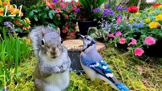 Cat TV: Relaxing Bird Chirping in the Garden with Chipmunks, Birds and Squirrels 4K. Ep. 121