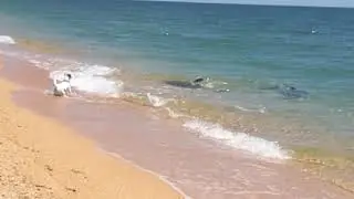 Дельфины подарили рыбу. Крым. Заповедник Опук.
