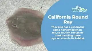 Learn About California Round Rays