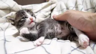 ミルクに気づいた赤ちゃん子猫がカワイイ鳴き声で鳴きながら急いでソファーからおじの元へ？【赤ちゃん猫　保護猫】