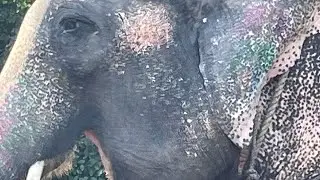 Don&rsquo;t ride on elephants! Elephant cruelty!