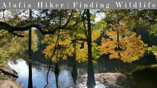 Suwannee River State Park; Hiking & Camping