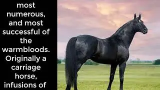 Hanoverian, Horse Care and Horse Facts About The Hanoverian ...