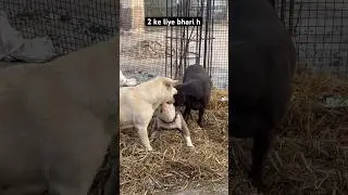 💀𝐏𝐢𝐭𝐛𝐮𝐥𝐥/Pitbull labra love fight #pitbull #dogbreed #dogtype #pitbulldog #americanbully ##shorts