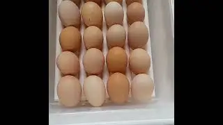 ufugaji wa kuku na mashine za kutotolesha vifaranga
