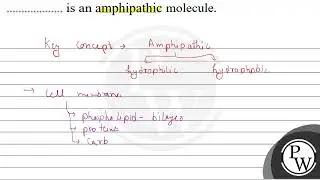 is an amphipathic molecule. \( \mathrm{W} \)