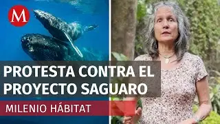 Artista pl&aacute;stica inicia huelga de hambre contra el impacto ambiental en BC | Milenio H&aacute;bitat