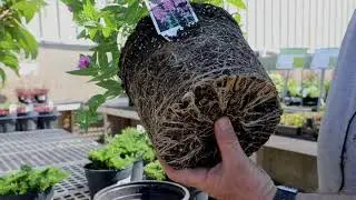 Fall vs.  Spring Planting